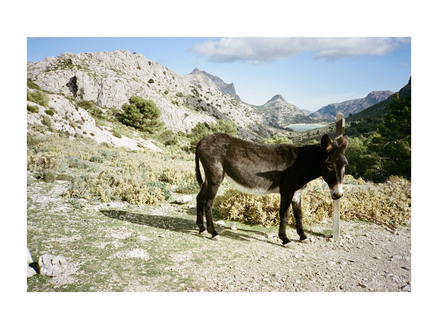 A donkey stands next to a wooden post in a mountainous landscape with a lake in the distance.