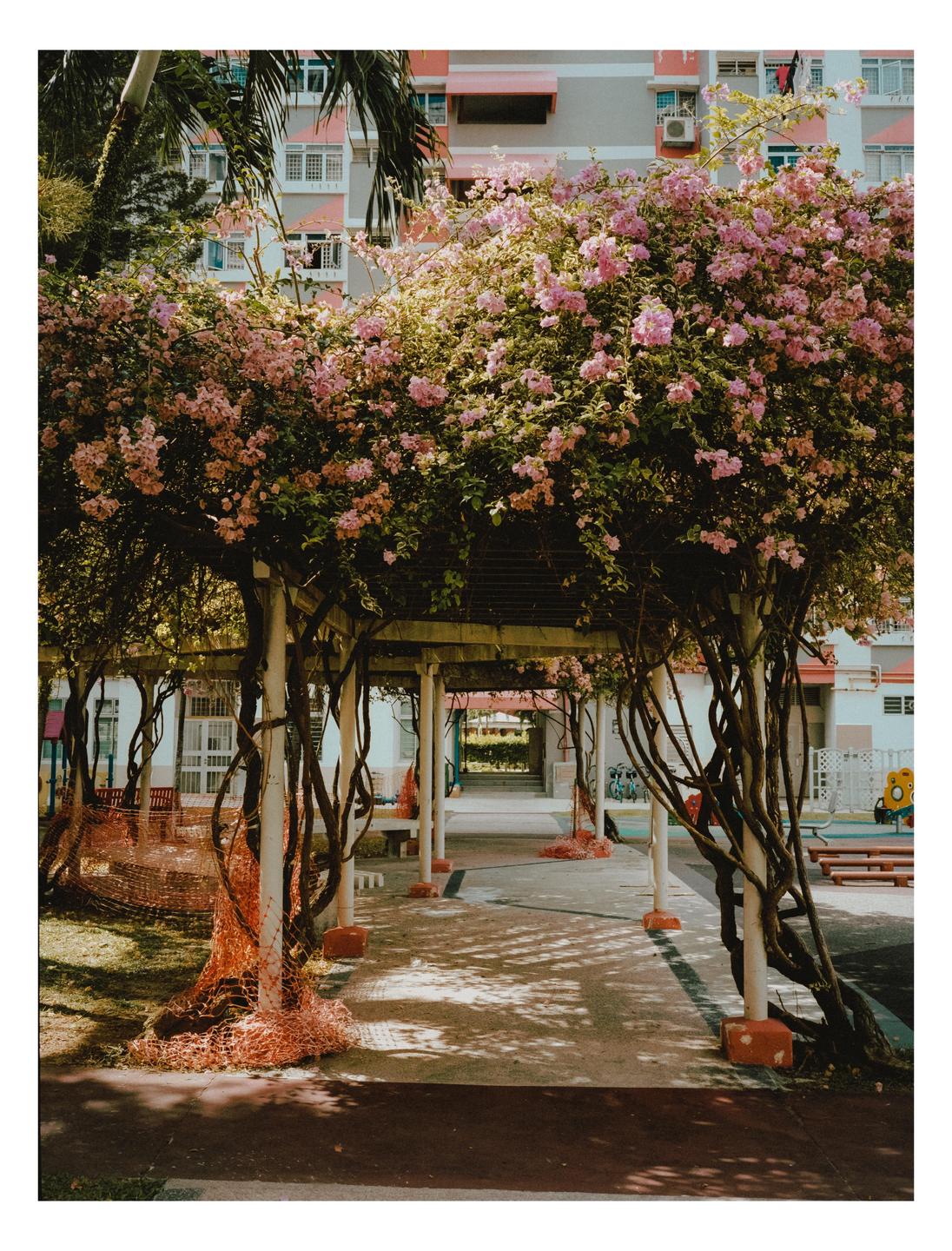 A walkway covered by a canopy of pink bougainvillea leads towards a building with pink accents.