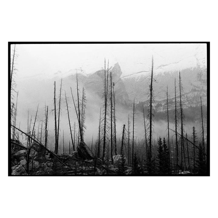 A forest of burnt pine trees stands before a hazy, snow-capped mountain.