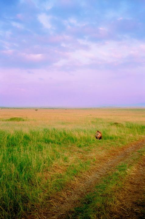 A lion sits in tall grass next to a dirt path under a purple and blue sky.