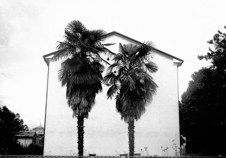 Two palm trees stand in front of a white building with a triangular roof.