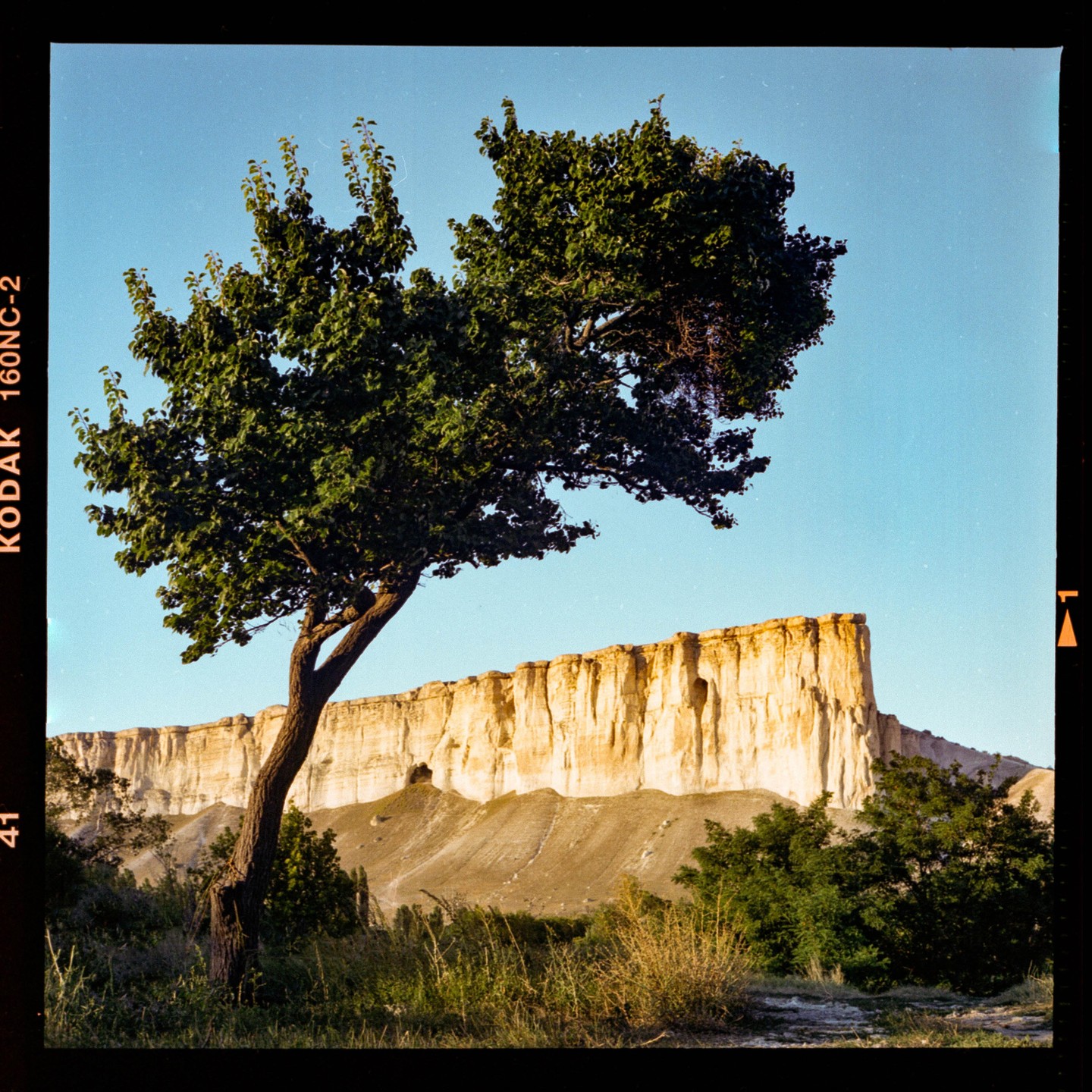 A lone tree stands in front of a large white cliff under a clear sky.