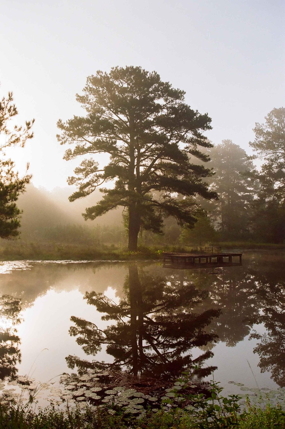 A large tree stands by a misty lake with a small dock and lily pads.