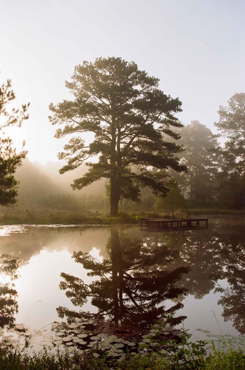 A large tree stands by a misty lake with a small dock and lily pads.