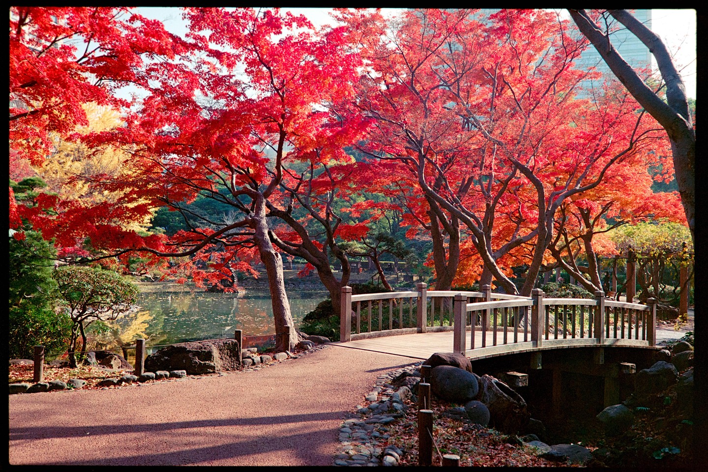 A wooden bridge crosses a small stream in a park filled with vibrant red autumn trees next to a pond.