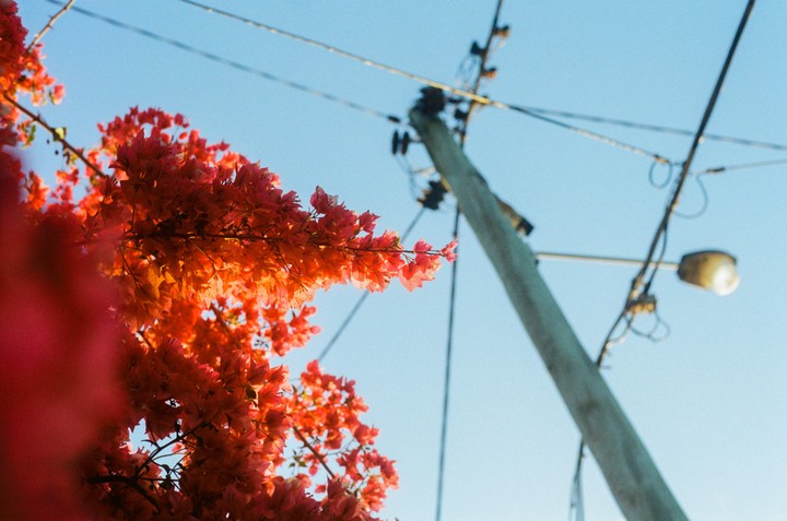 Orange bougainvillea flowers are backlit against a clear blue sky, with a utility pole and street light visible in the background.
