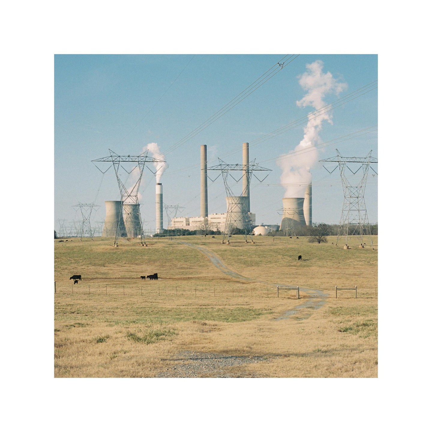A power plant with multiple smokestacks and cooling towers emits smoke into a clear sky, with power lines and cows grazing in a field in the foreground.