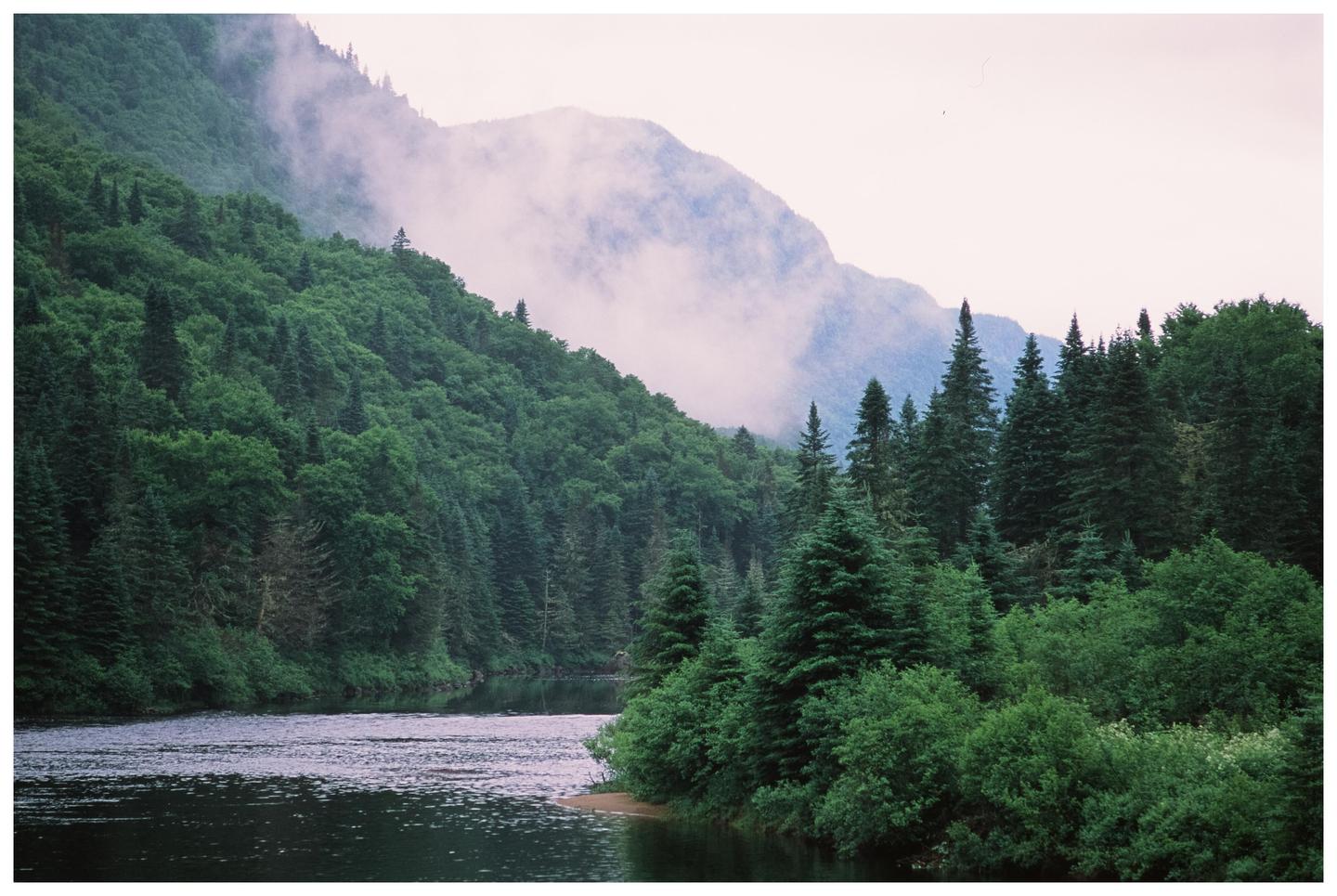 A river flows through a forest with mountains in the background partially obscured by fog.