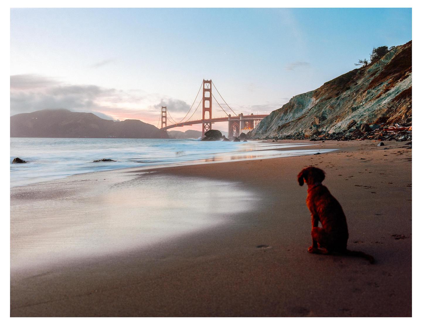 A dog sits on a sandy beach looking out at the ocean and the Golden Gate Bridge at dusk.