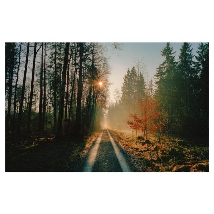 A long, straight path leads through a forest with tall trees and a bright sun in the distance.