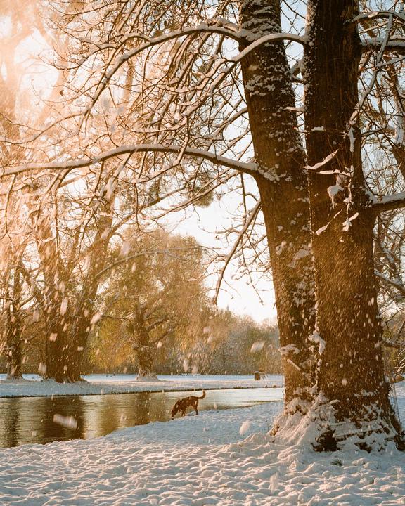 A dog drinks from a river in a snowy landscape with trees and falling snow.