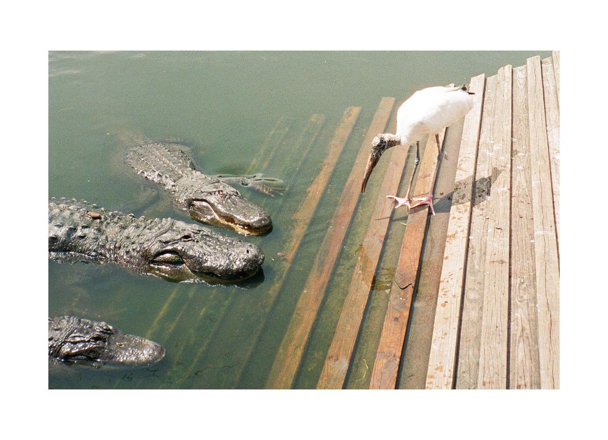 A wood stork stands on a wooden dock next to three alligators in the water.