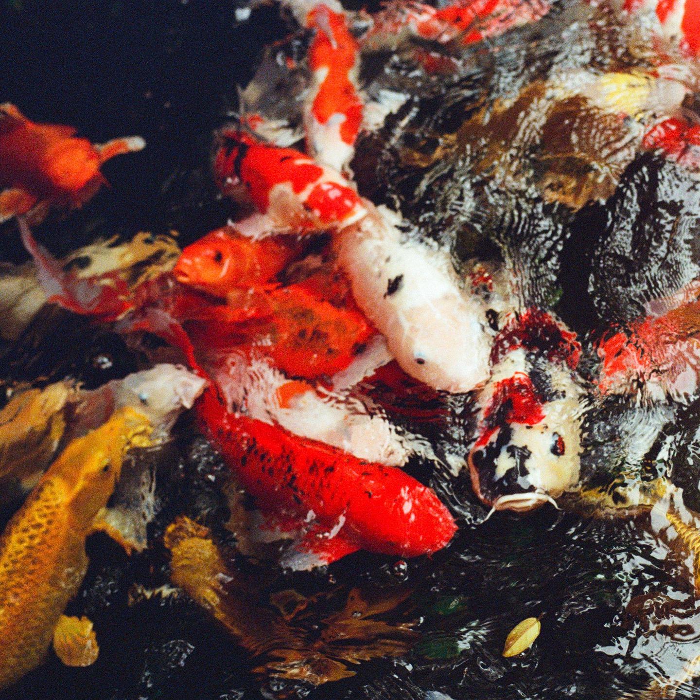 A group of colorful koi fish swim together in dark water.