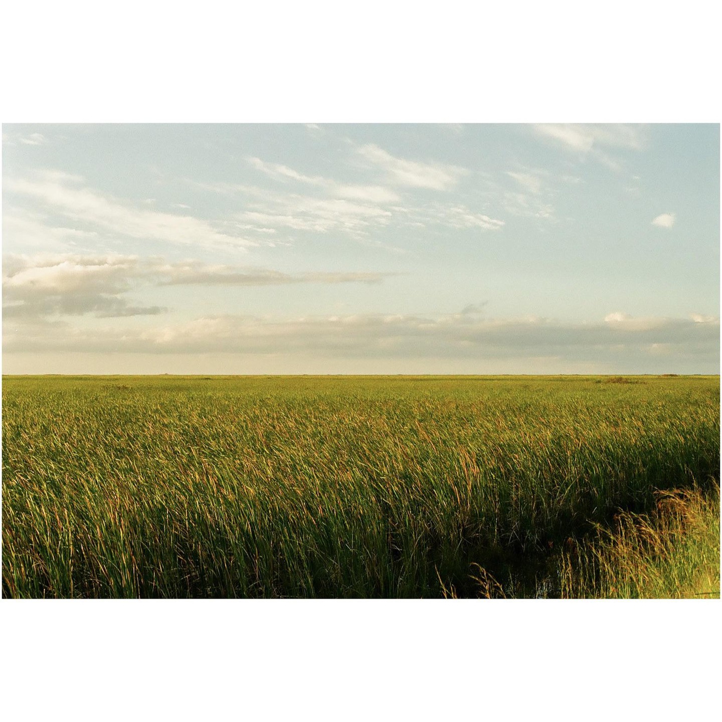 A vast expanse of green marsh grass stretches under a partly cloudy sky.