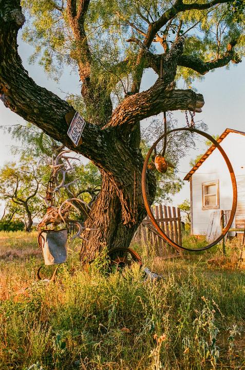 A large tree with various objects hanging from its branches stands in a grassy field next to a white building and wooden fence.