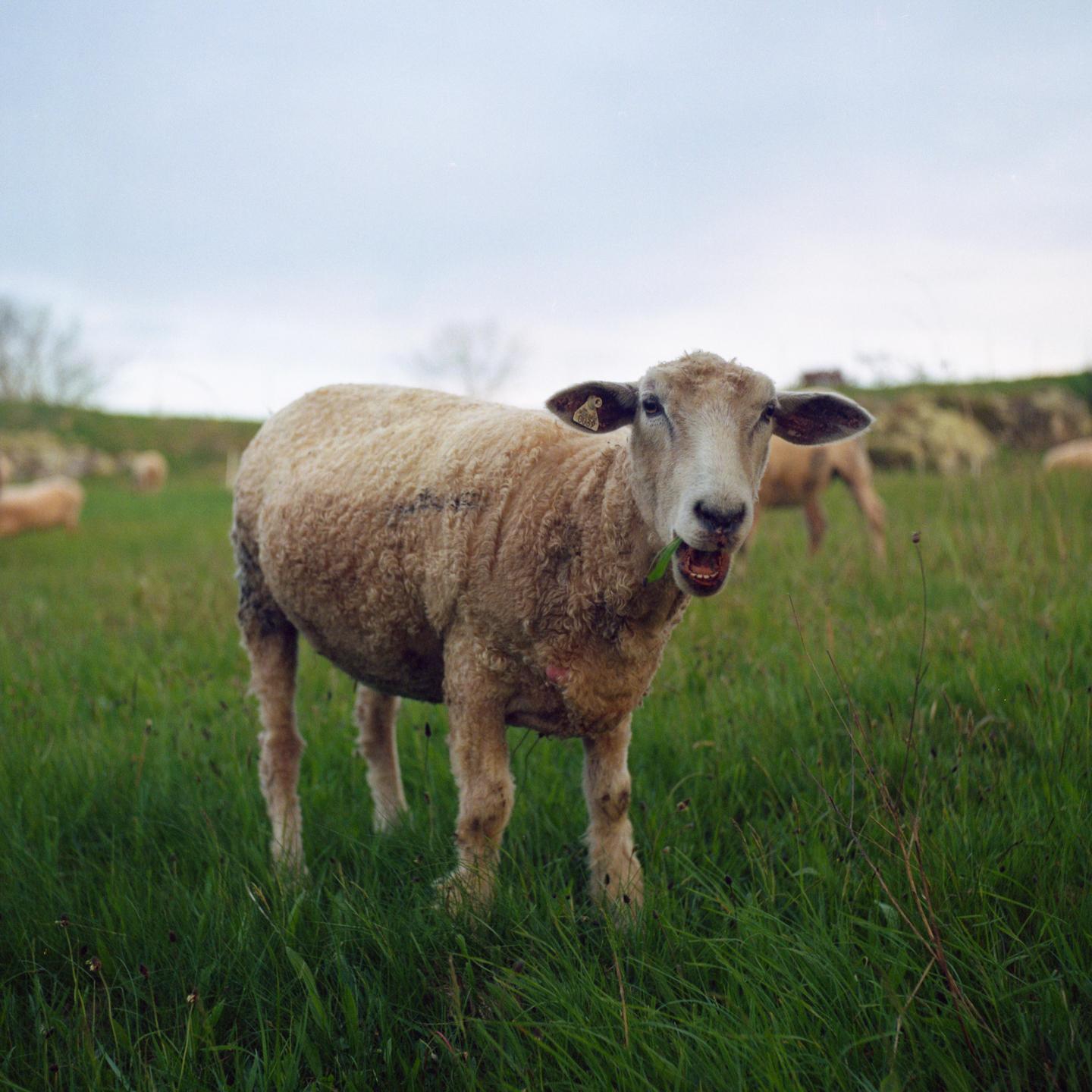 A sheep with an ear tag stands in a grassy field with its mouth open, chewing on a green plant.