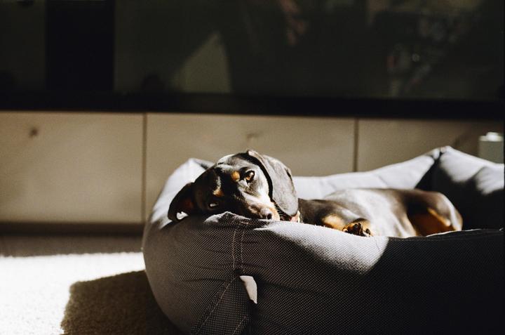 A dachshund is resting in a dog bed in a sunlit room.