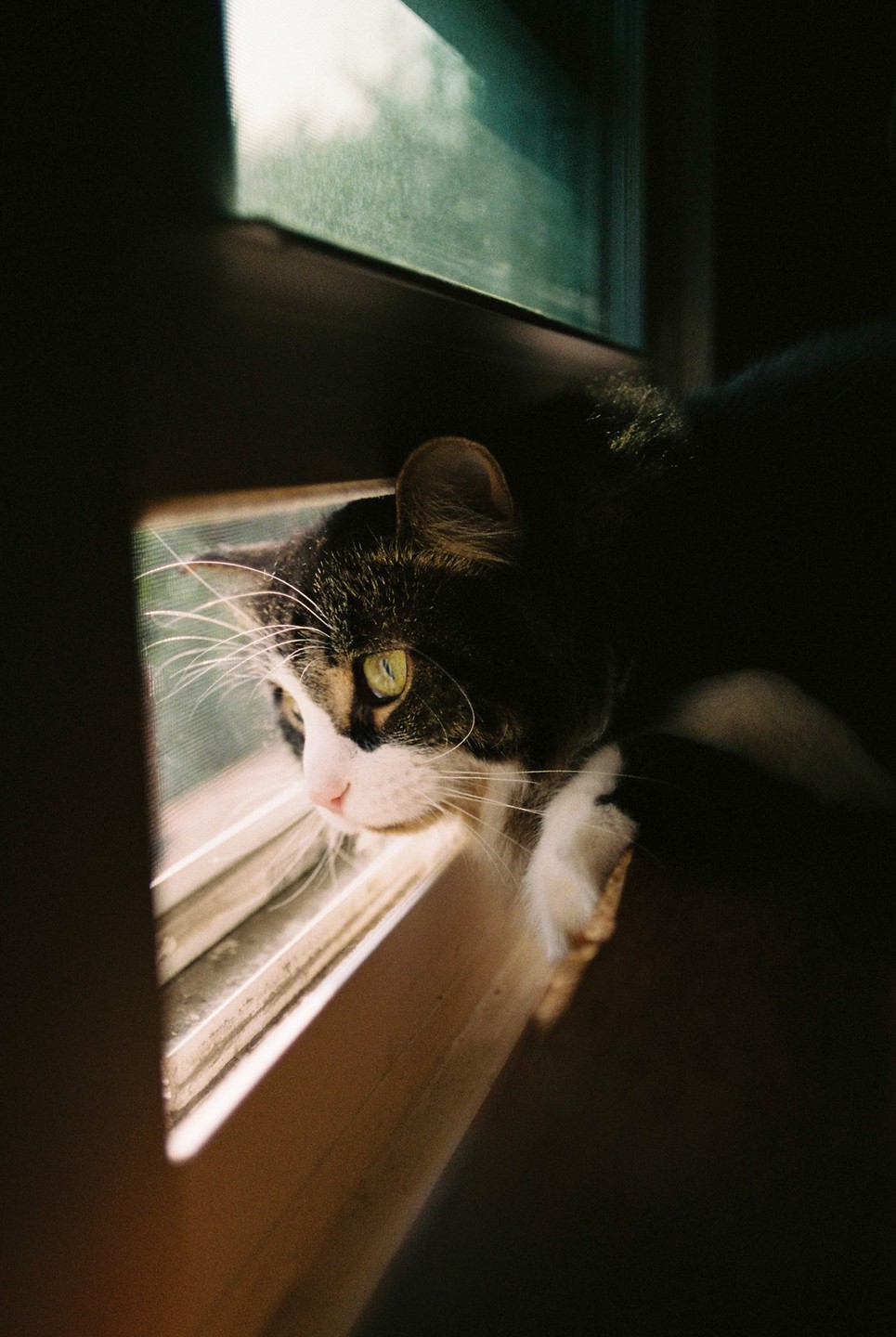 A black and white cat with green eyes looks out a window, illuminated by a shaft of sunlight.