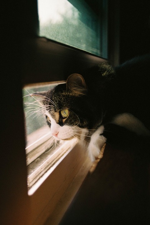 A black and white cat with green eyes looks out a window, illuminated by a shaft of sunlight.