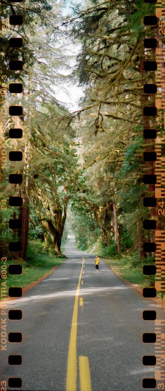 A person in a yellow jacket walks down a road lined with mossy trees.