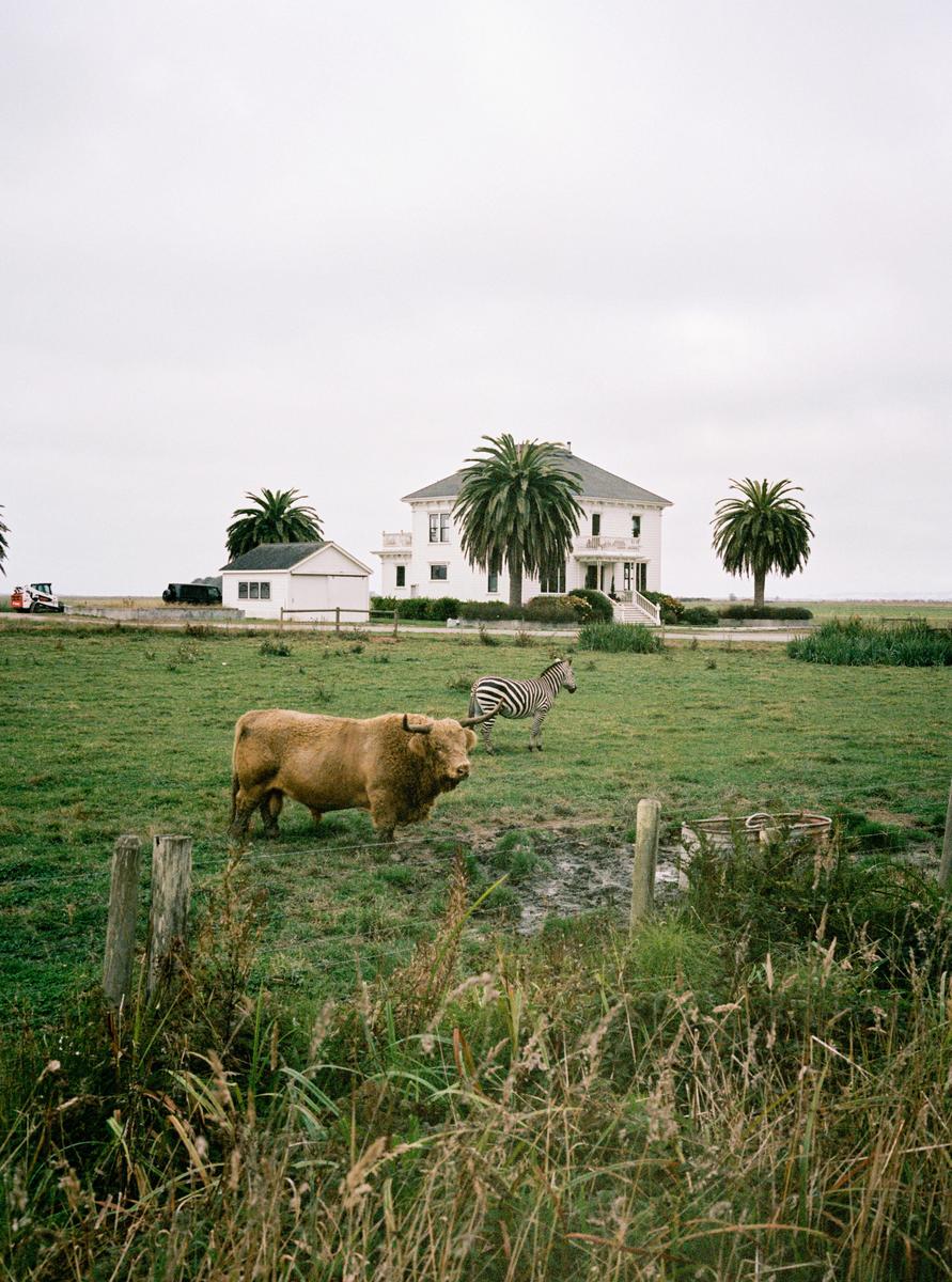A zebra and a yak stand in a grassy field in front of a white house with palm trees.