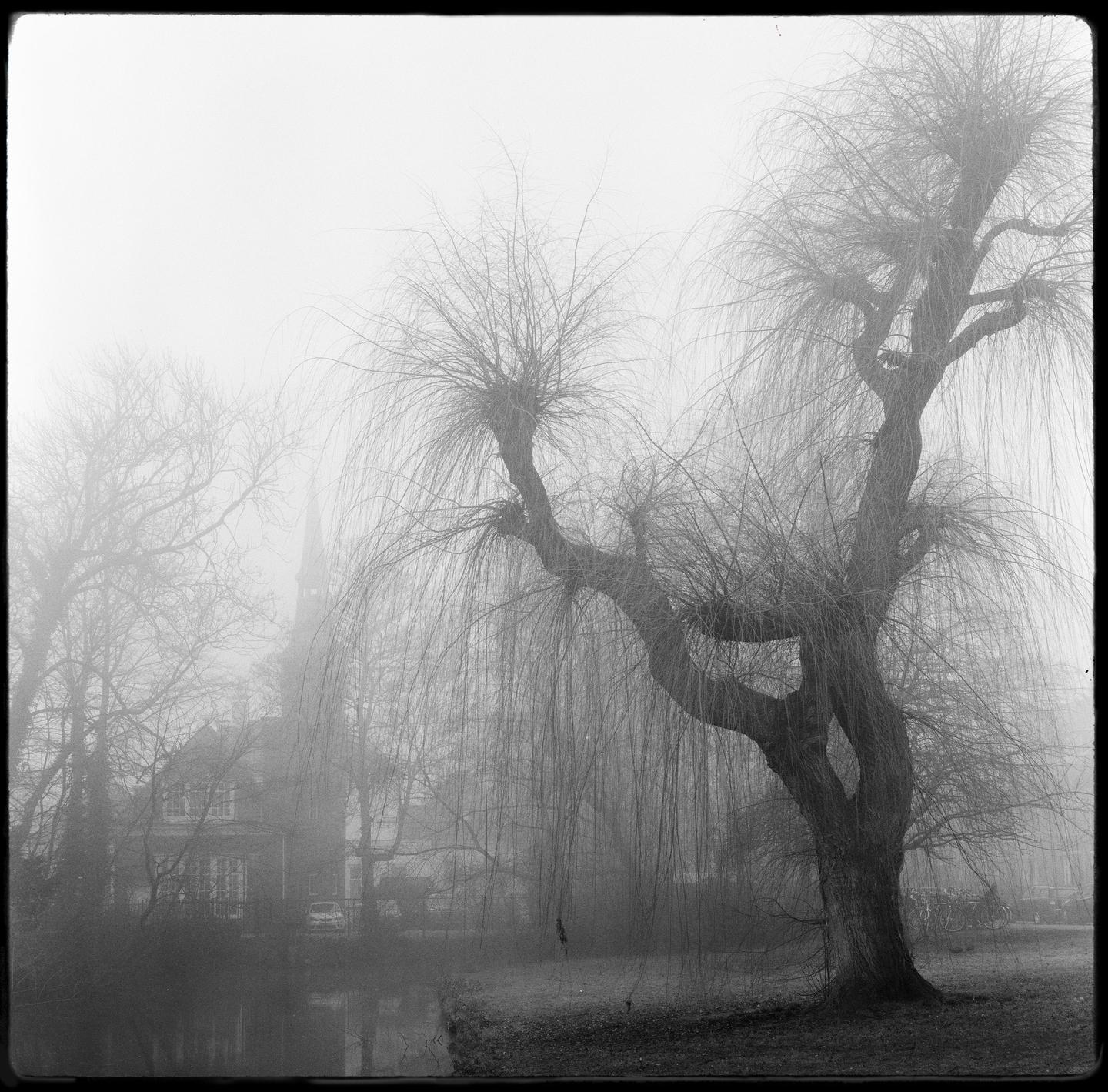 A large willow tree stands in a foggy landscape with a building and steeple visible in the background.