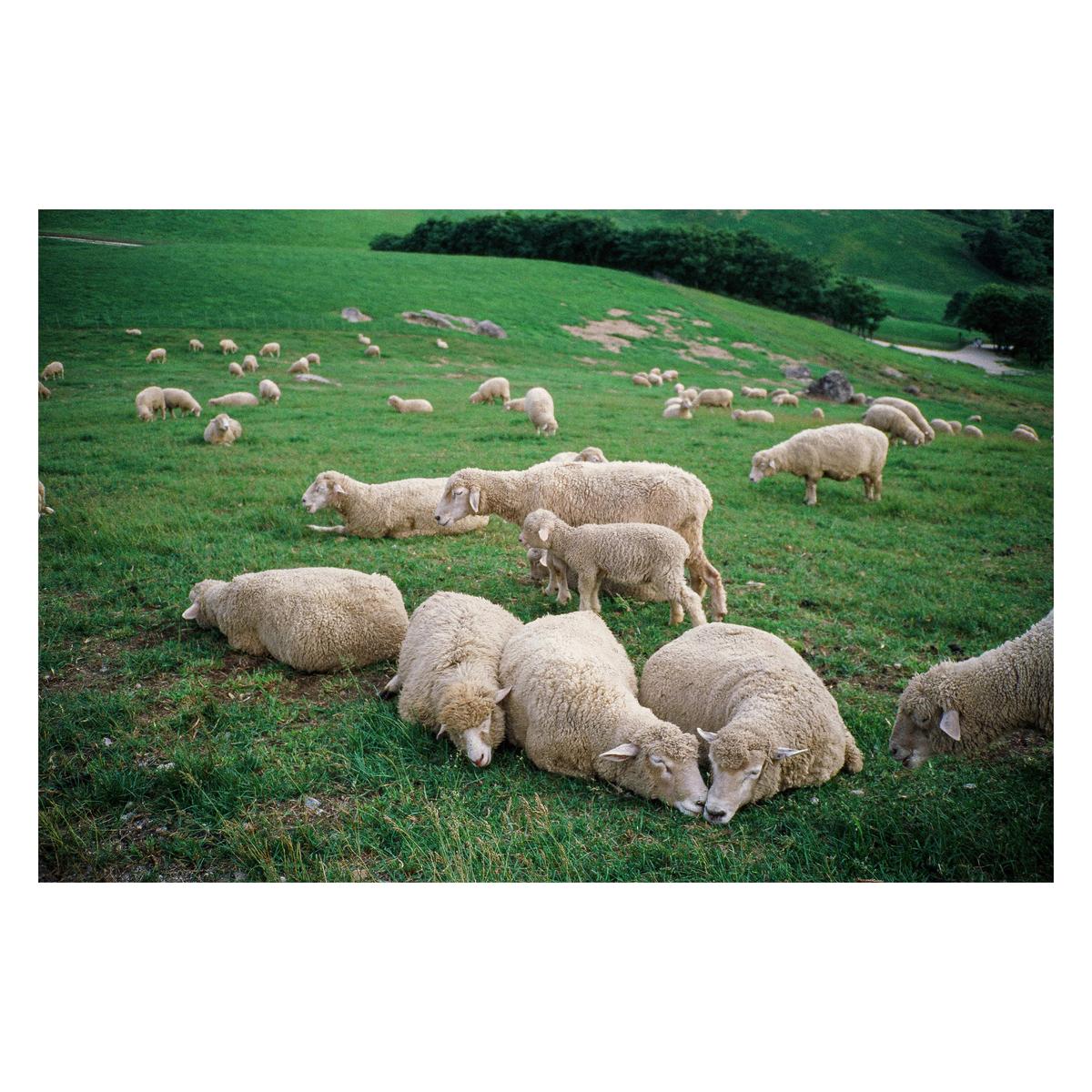 A flock of sheep and lambs are resting on a green grassy hill.