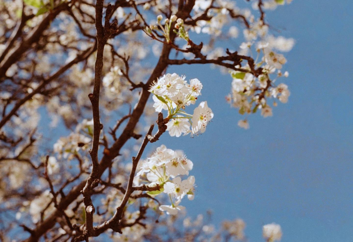 White blossoms on tree branches are set against a clear blue sky.