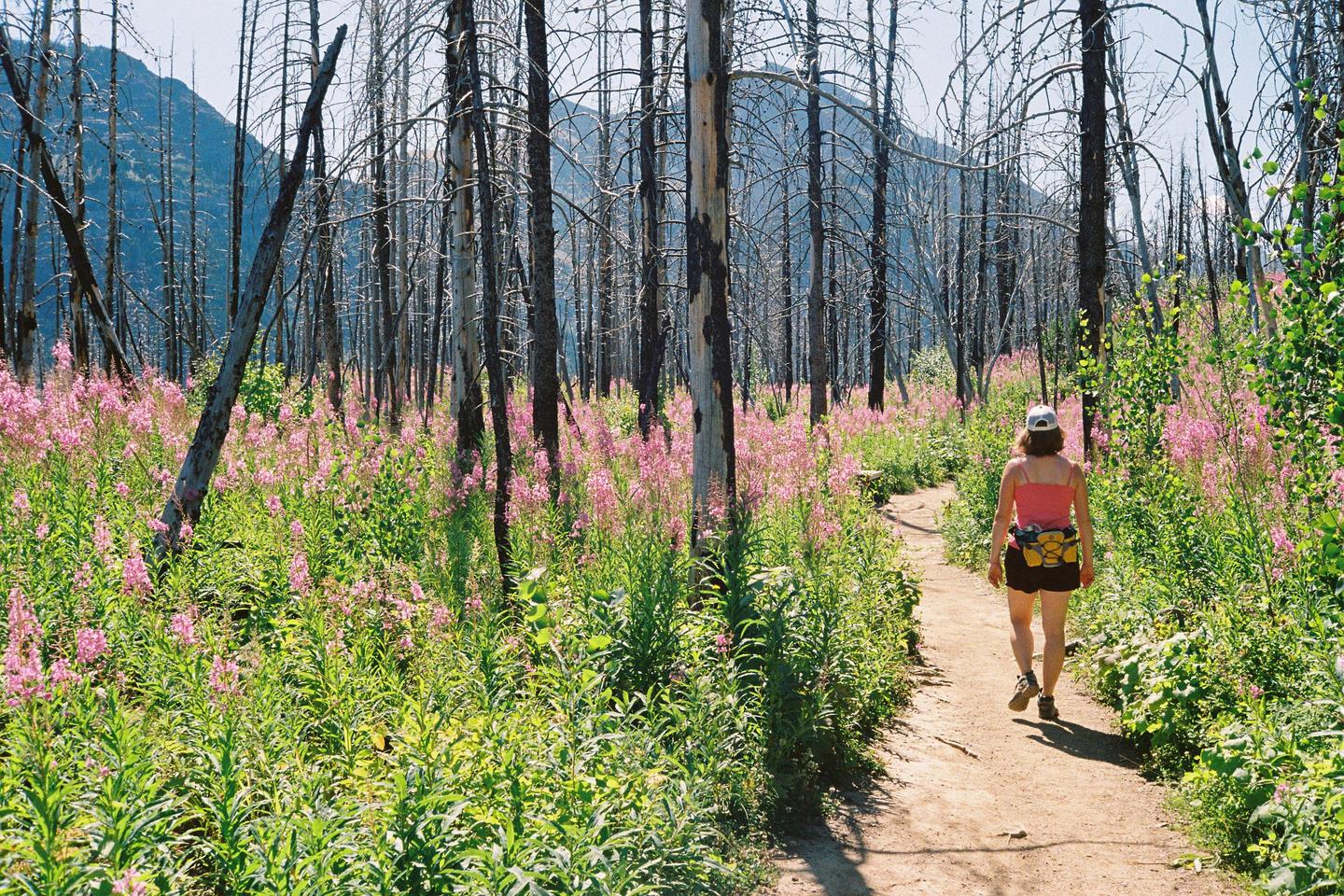 A woman walks along a dirt path through a forest of burnt trees and pink wildflowers.