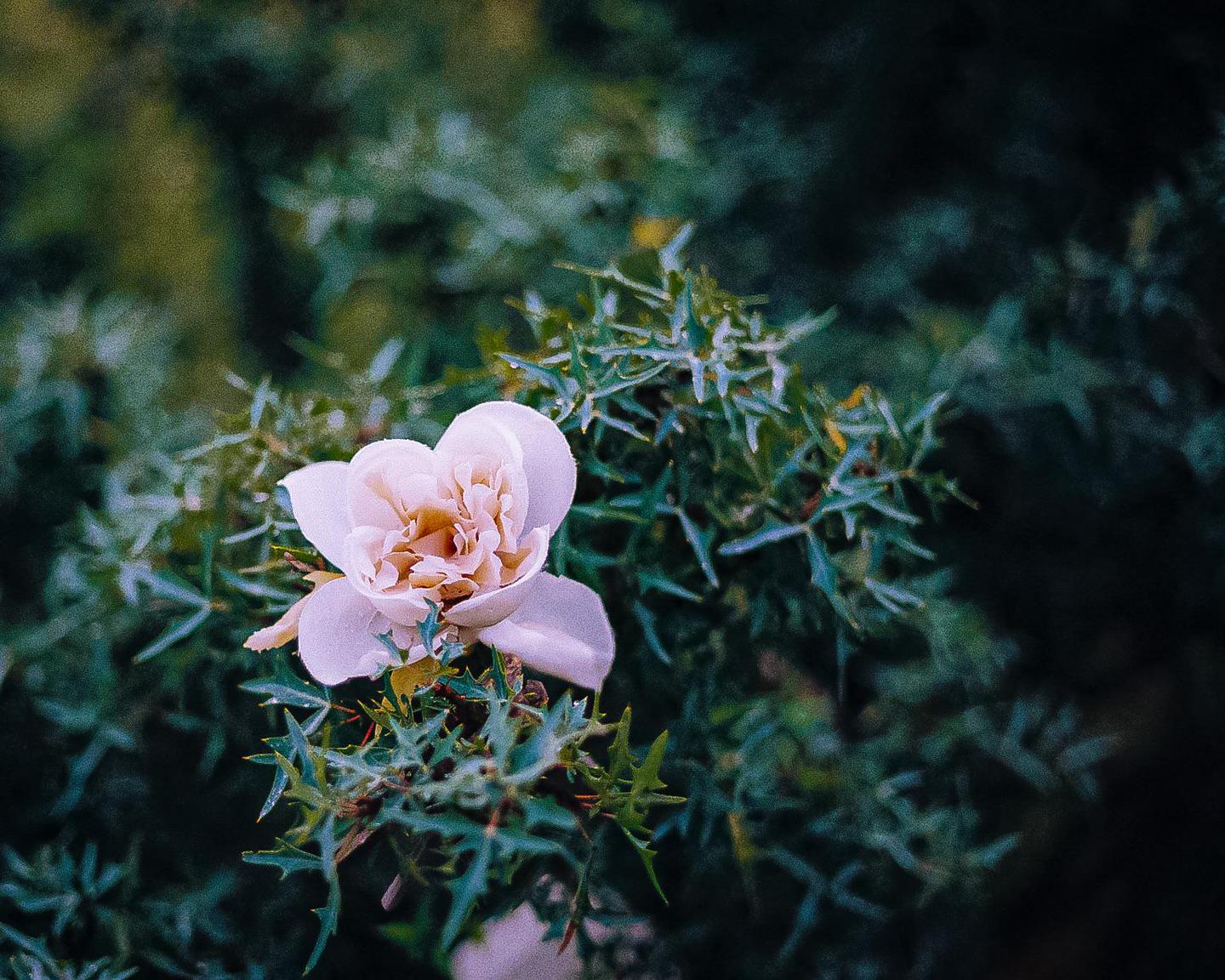 A single light pink flower with a yellow center is surrounded by dark green foliage.