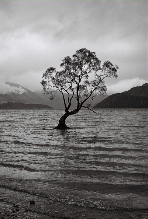 A lone tree stands in the middle of a lake with mountains and clouds in the background.