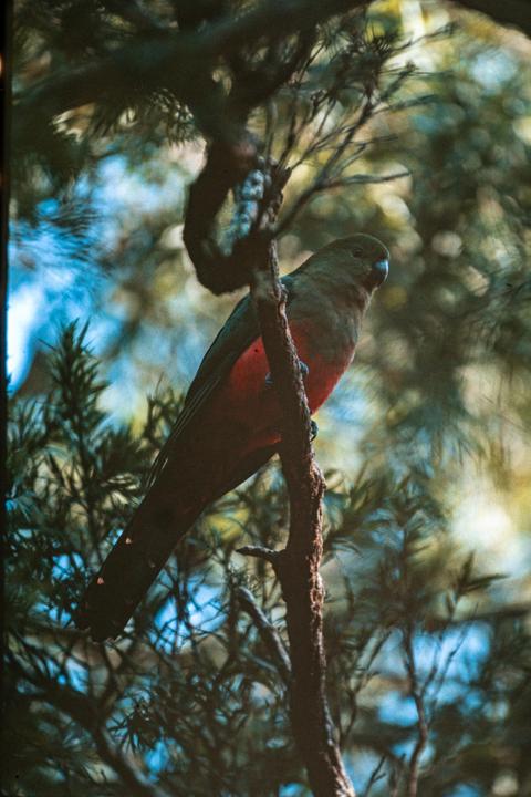 A parrot with a red belly perches on a tree branch amidst green foliage.