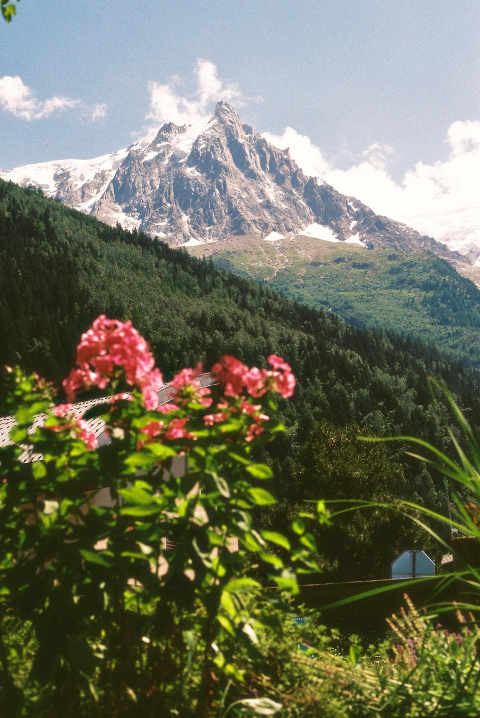 Pink flowers are in the foreground of a mountain landscape with a snow-capped peak and a forest.