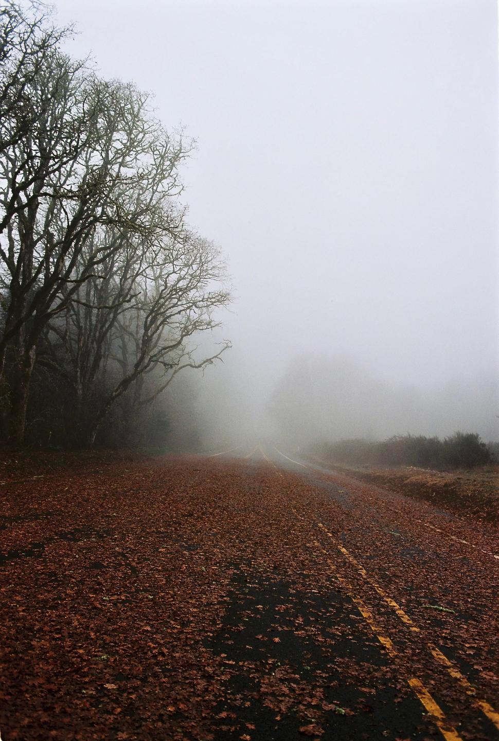 A road covered in autumn leaves disappears into thick fog, flanked by bare trees.