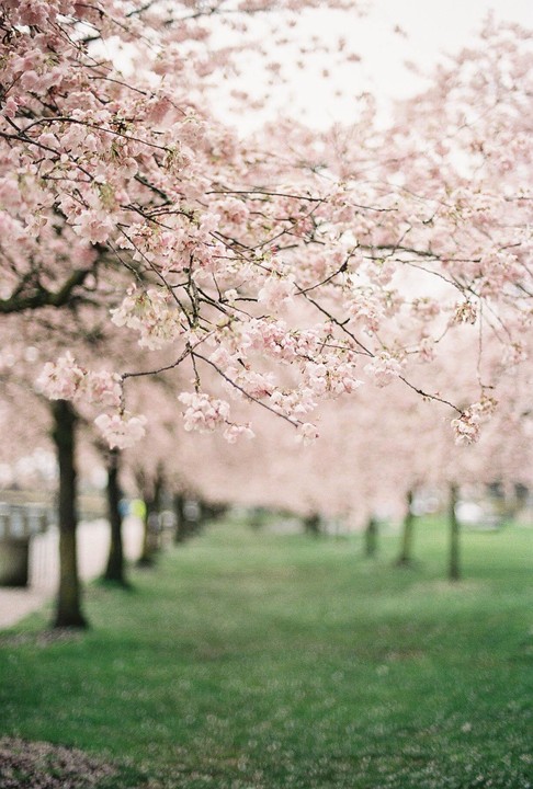 A row of cherry blossom trees with pink flowers hangs over a grassy area.