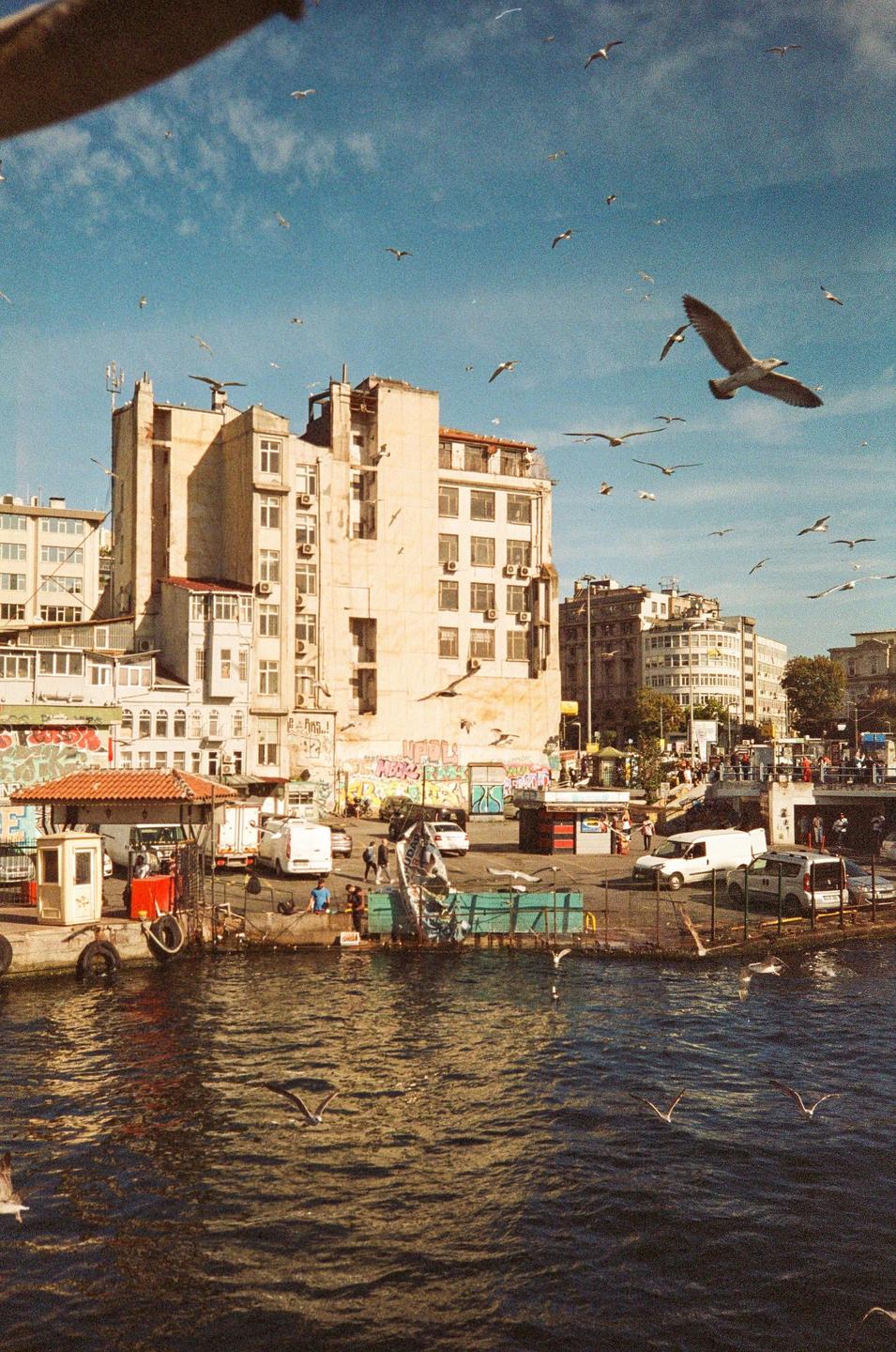 A flock of seagulls flies over a busy waterfront with buildings and vehicles.