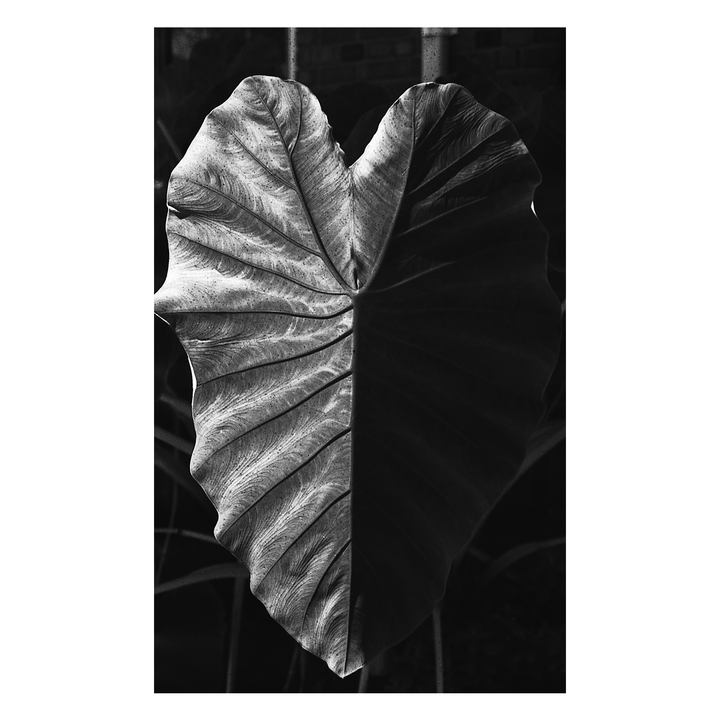 A large leaf is split between light and shadow.