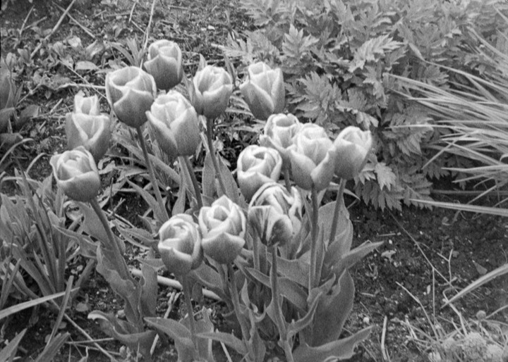 A cluster of tulips with closed blossoms grows in a garden.