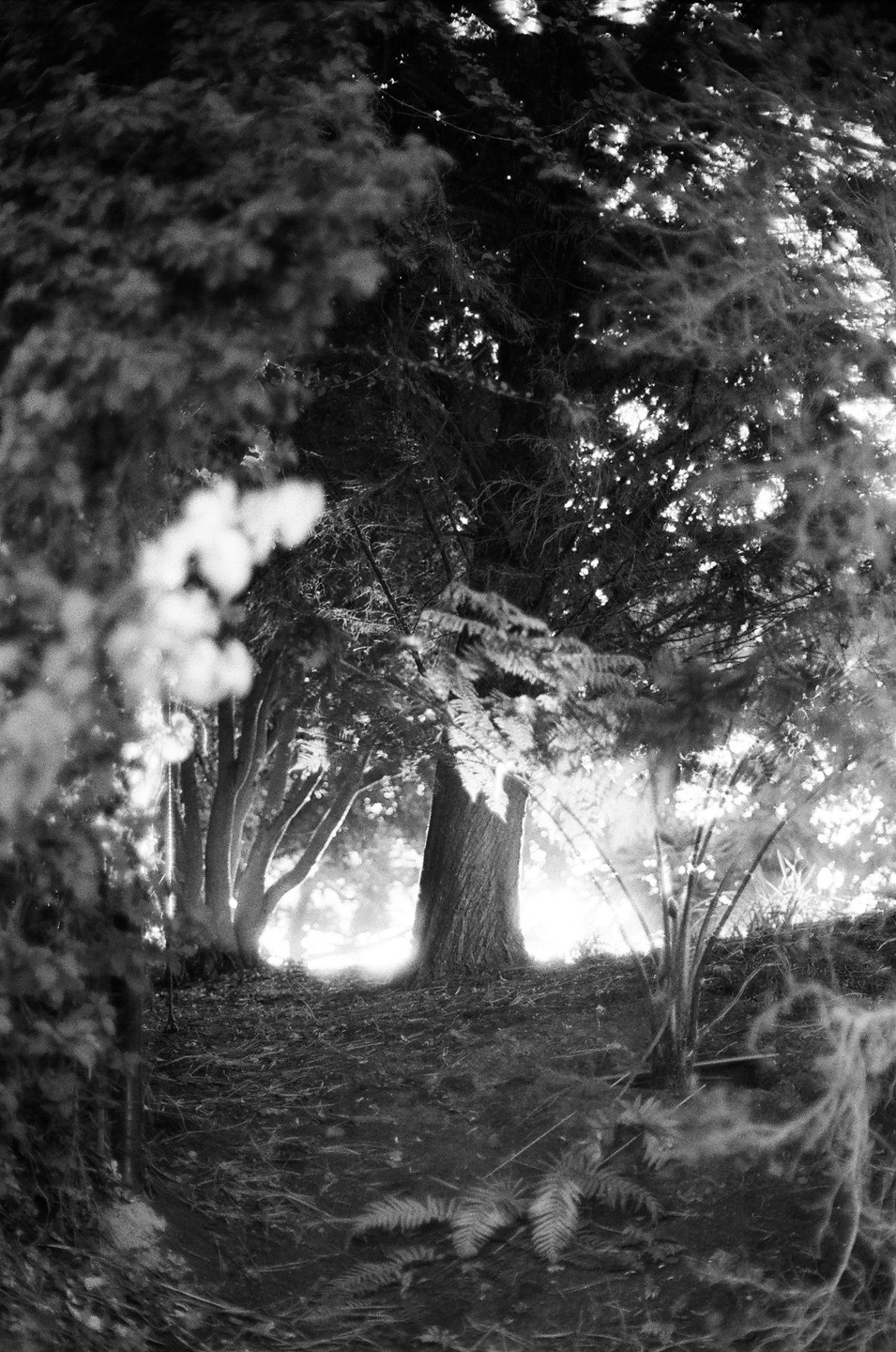 Sunlight shines through the trees and ferns in a forest.