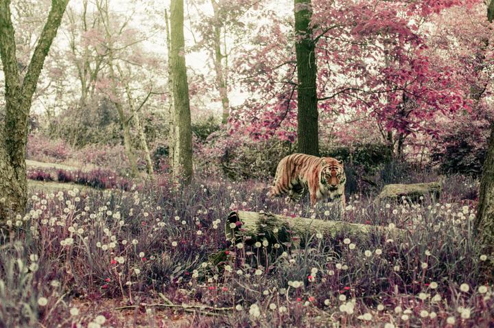 A tiger walks through a forest with purple foliage and white flowers.