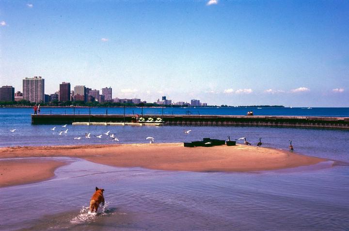 A dog runs through shallow water on a sandy beach with a city skyline in the background.