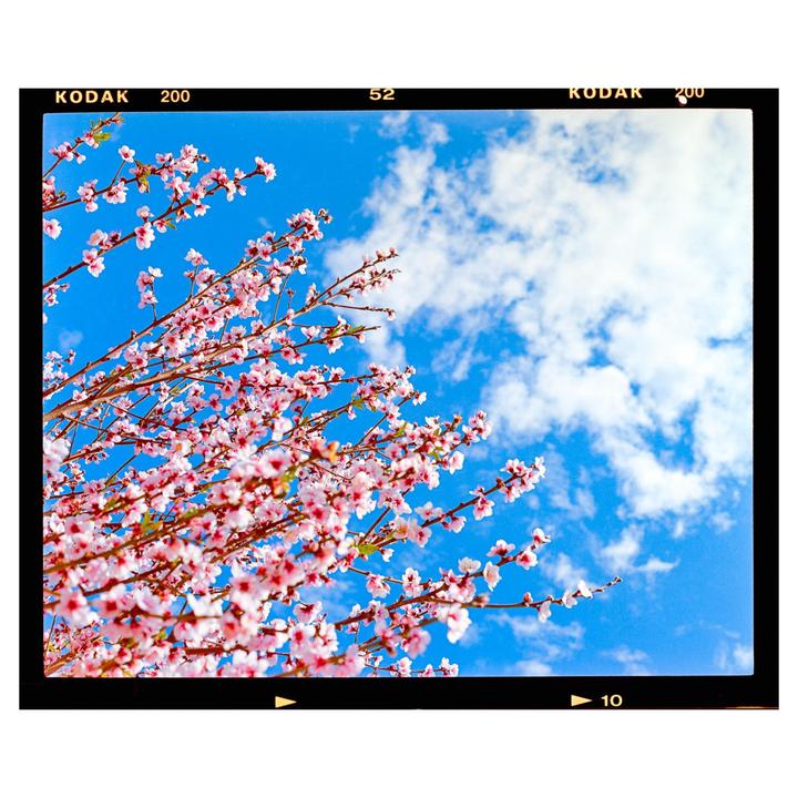 Pink blossoms on branches are set against a bright blue sky with white clouds.