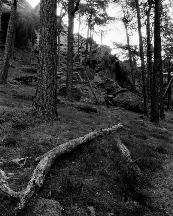 A fallen tree trunk lies on a grassy slope in a forest with tall trees and large rocks.