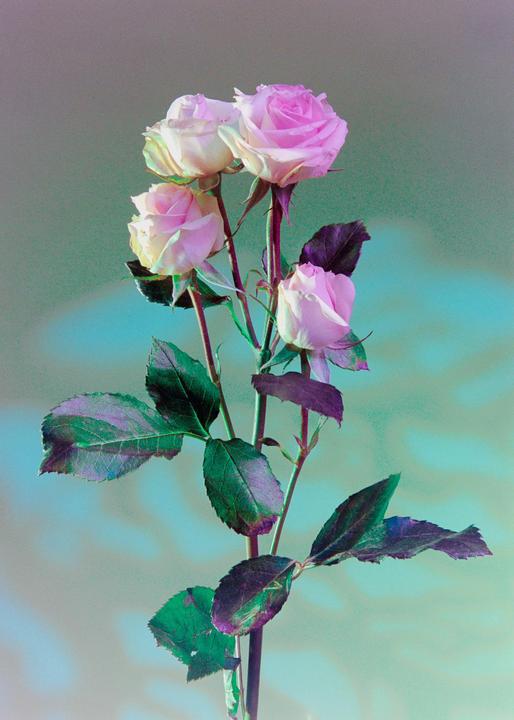Four pink roses with green and purple leaves are arranged against a blue and green background.