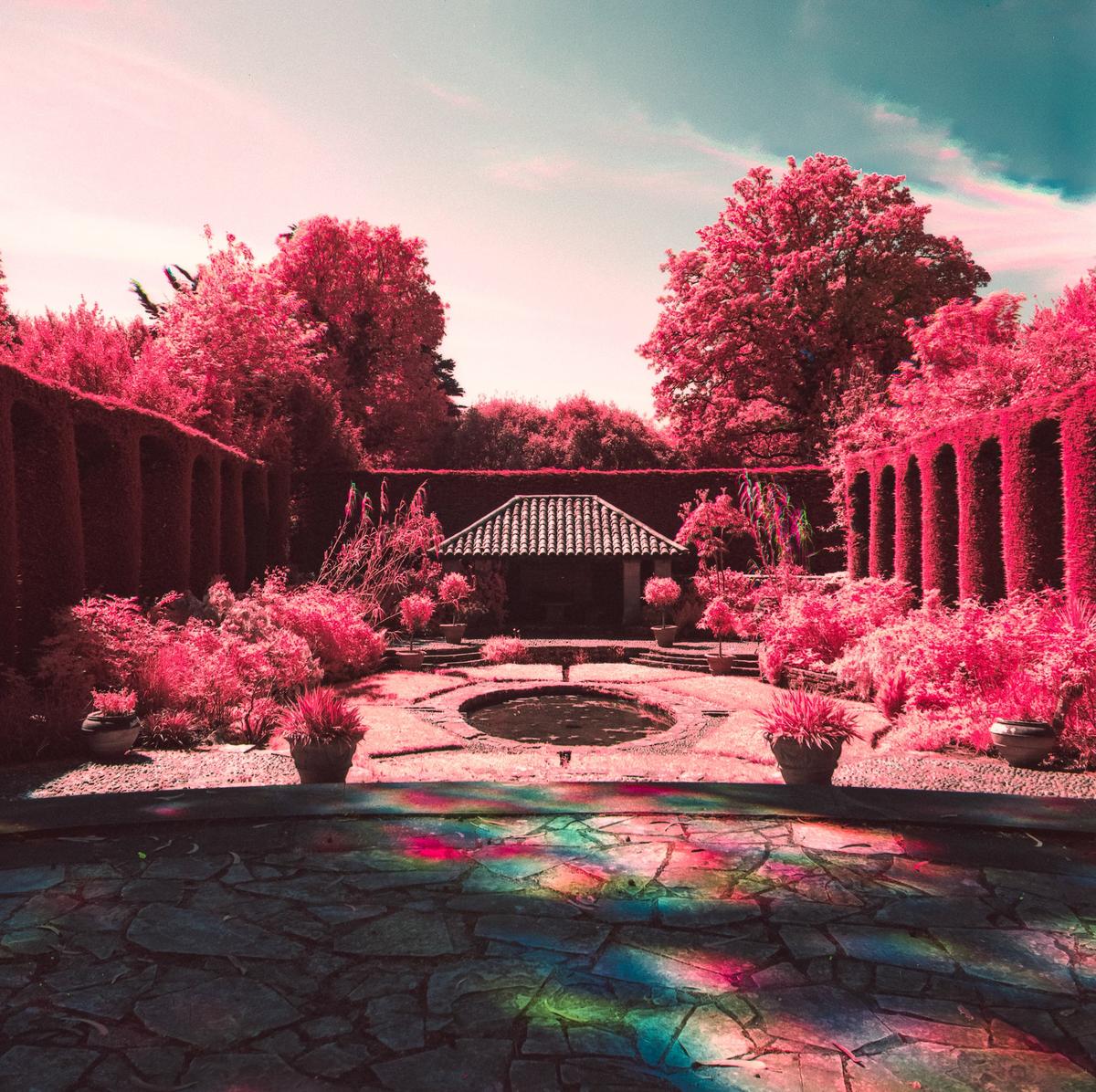 A garden with a small building and a pond is surrounded by bright pink foliage and hedges.