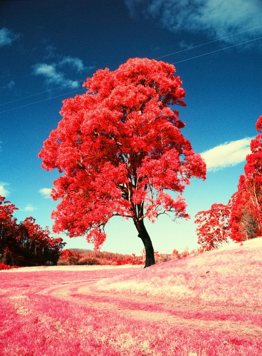 A large tree with bright red foliage stands in a field of pink grass under a blue sky with white clouds.