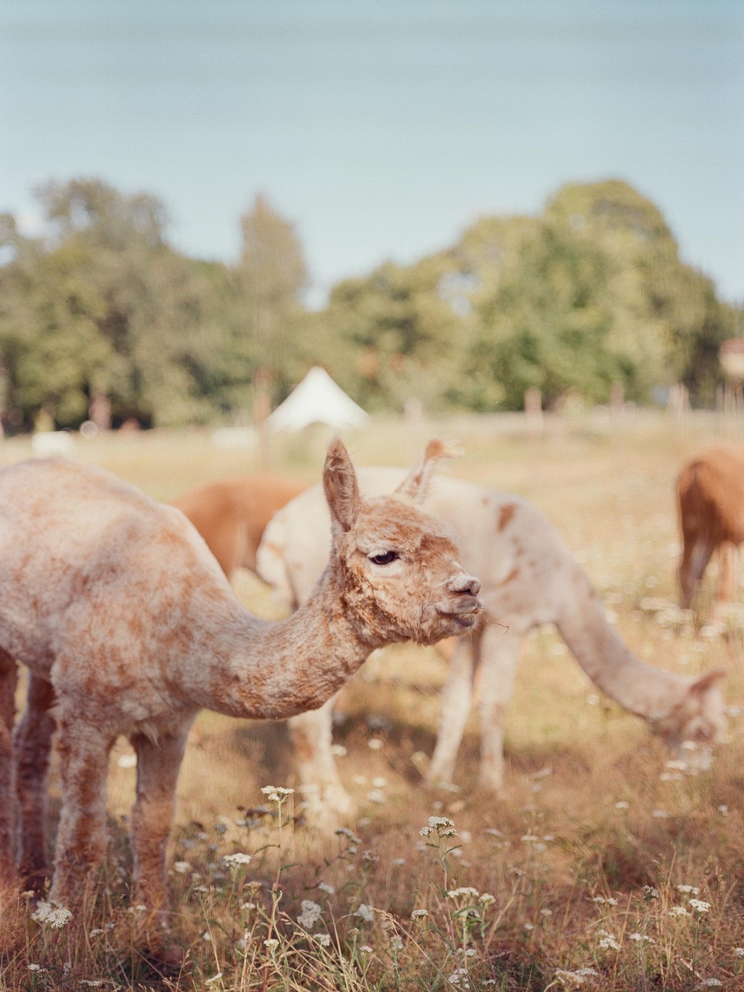 An alpaca stands in a field of tall grass and small white flowers, with other alpacas and trees in the background.