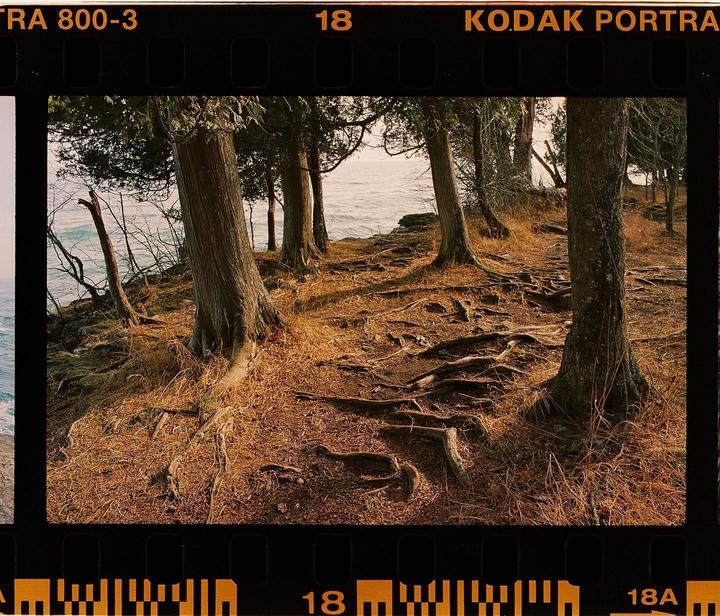 Trees with exposed roots grow on a cliff overlooking a body of water.