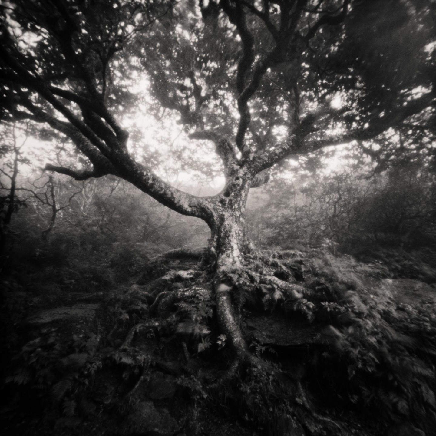 A large tree with exposed roots and branches spreads across a hazy, dark forest.