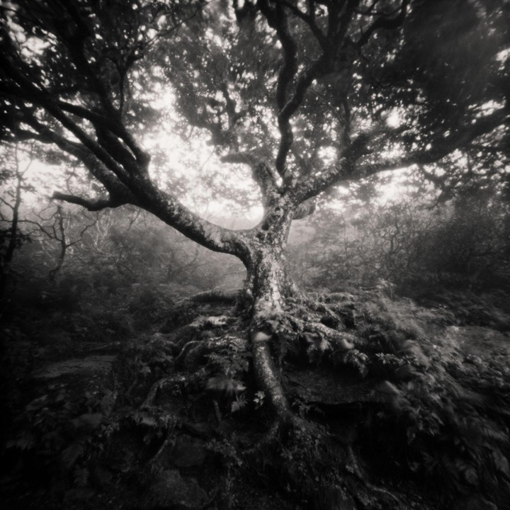 A large tree with exposed roots and branches spreads across a hazy, dark forest.